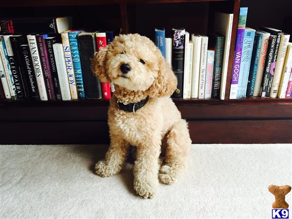 louiepoodle Picture 1